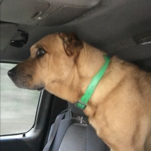 Meet your Posher, Dottie